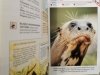ENCYKLOPEDIA ZWIERZĄT OD A DO Z. 6 SEGREGATORÓW